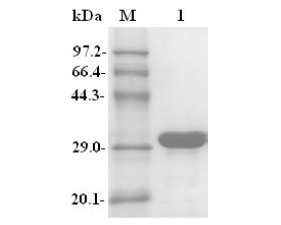 B1449560997png_small.jpg