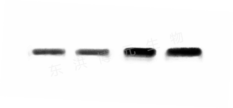 图片2_副本.png